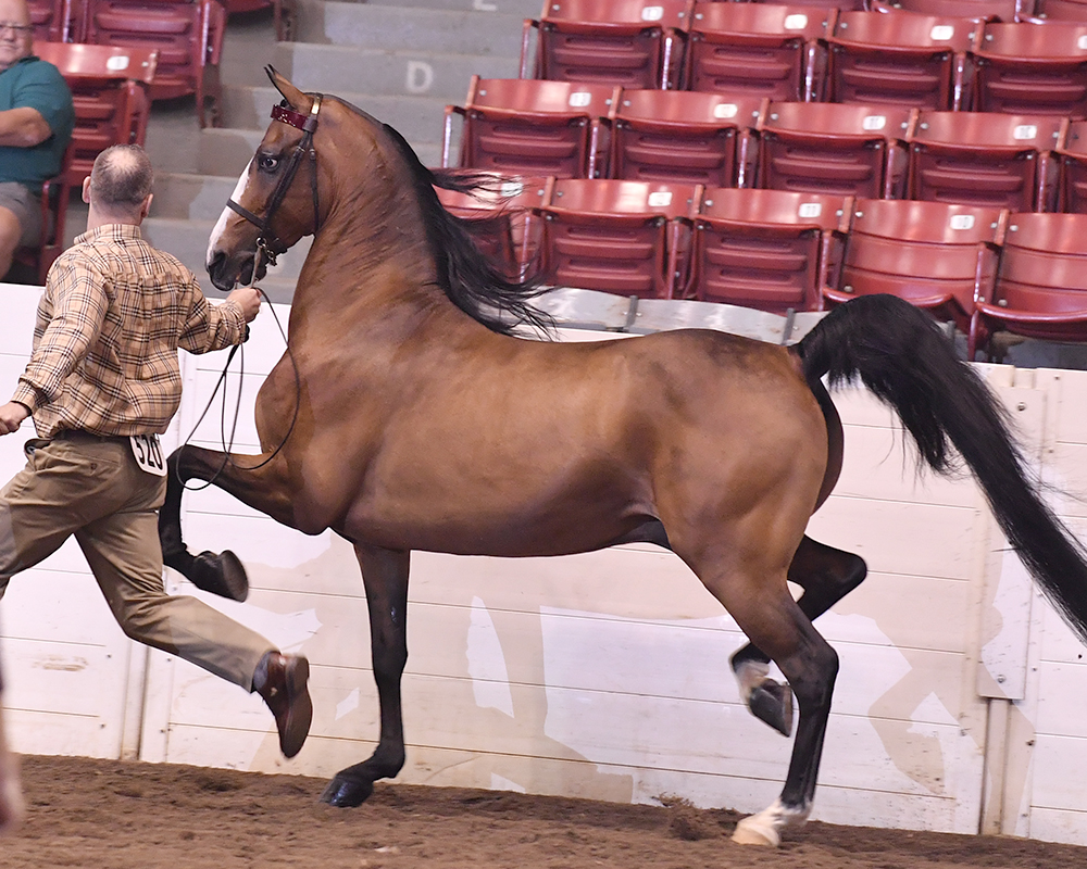 Gold Cup Howard Schatzberg Horse Show Proofs 2018 www