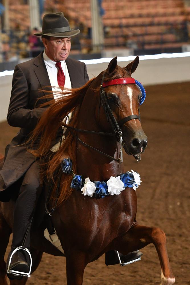 2015 Oklahoma Centennial - SUNDAY, APRIL 12 - 175 - ASB Saddle And Bridle  Pleasure Equitation Medallion - Howard Schatzberg Horse Show Proofs - 2015  