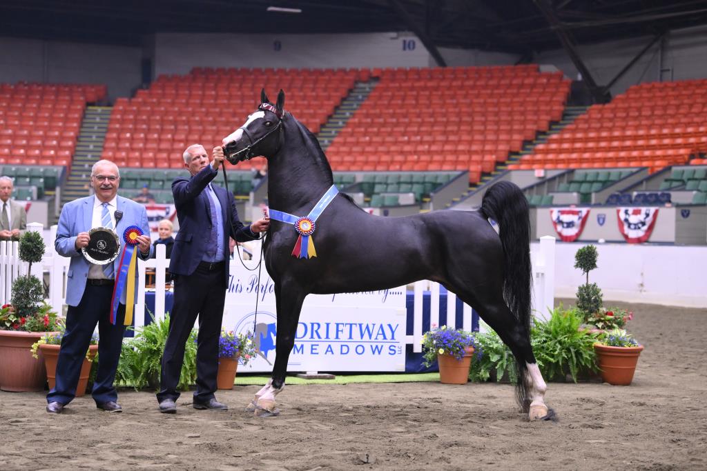 Connecticut Open Horse Show Howard Schatzberg Horse Show