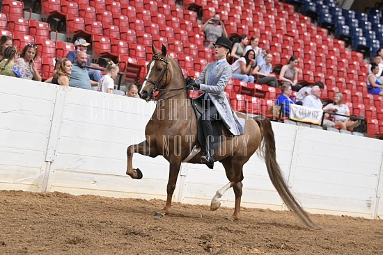 Gold Cup Regional Morgan Horse Show - JUNE 11, WEDNESDAY - EVENING