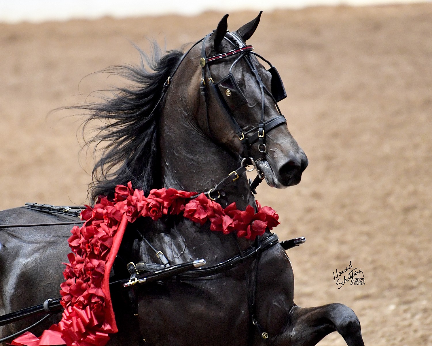 Gold Cup Regional Morgan Horse Show - JUNE 11, WEDNESDAY - EVENING