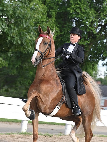 Shelby County Fair Horse Show